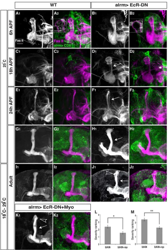 Figure 5. Astrocyte’s Ecdysone Receptor controls multiply aspects of MB c neuron remodeling