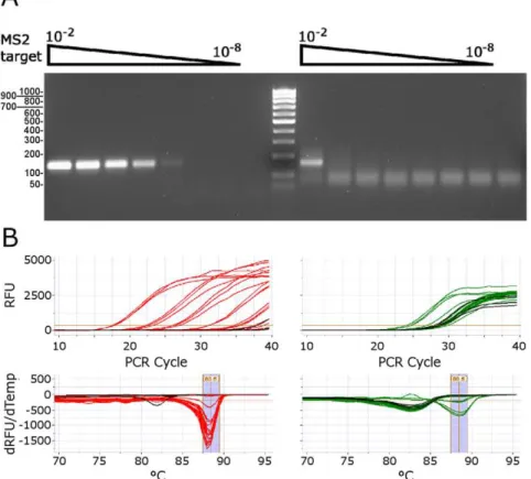Figure 7. Comparison of 3173 Pol to Tth Pol in single enzyme RT-PCR detection of MS2 RNA
