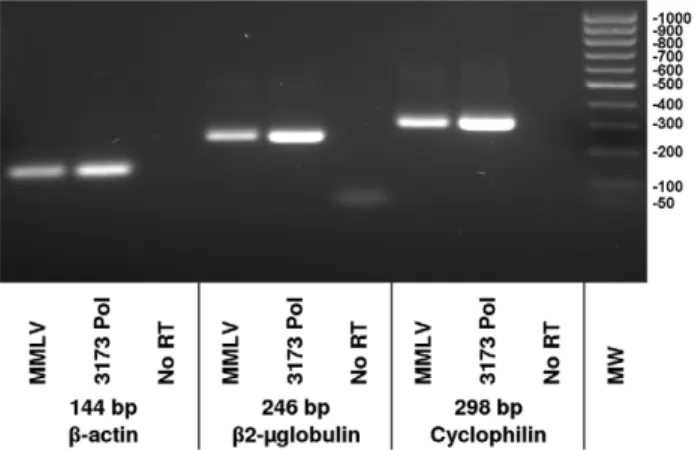 Figure 4. Two step RT-PCR comparing 3173 Pol and MMLV RT. A. MS2 viral RNA and B., C. total human liver RNA were reverse transcribed using either 3173 Pol or MMLV RT and then PCR amplified using Taq Polymerase