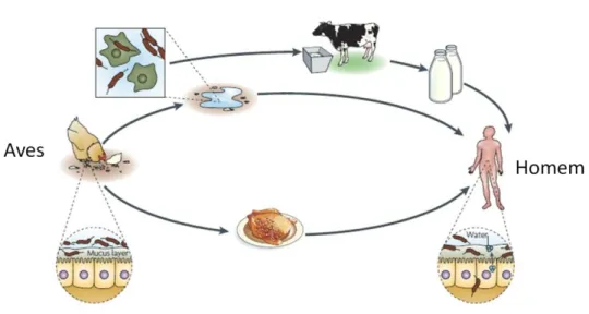 Figura 1 - Fontes de contaminação de Campylobacter (adaptado de Young et al., 2007) 