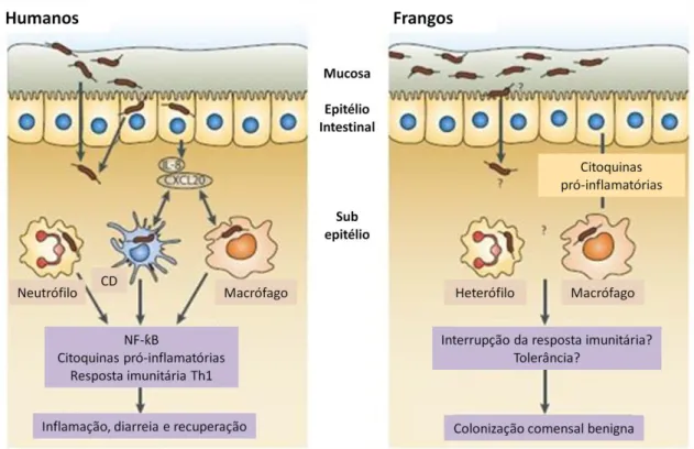 Figura 2 - Comparação da resposta imunitária à infecção por Campylobacter (adaptado de Young et al.,  2007) 