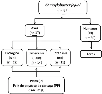 Figura 4 - Isolados de Campylobacter jejuni em estudo, consoante a sua origem 