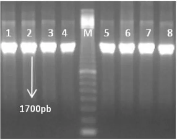 Figura 6 - Electroforese em gel de agarose (1,5%) do produto de PCR do gene flaA.