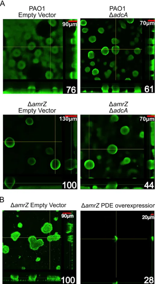 Figure 6. The D amrZ mutant strain hyper biofilm phenotype is adcA dependent. A. Biofilm biomass and microcolony height correlate with adcA expression