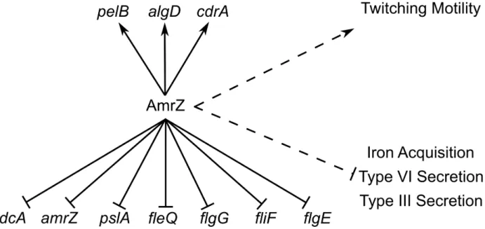Figure 7. ChIP-Seq and RNA-Seq establish the AmrZ regulon. Direct (solid lines) and indirect (dashed lines) activity of AmrZ on various genes involved in virulence