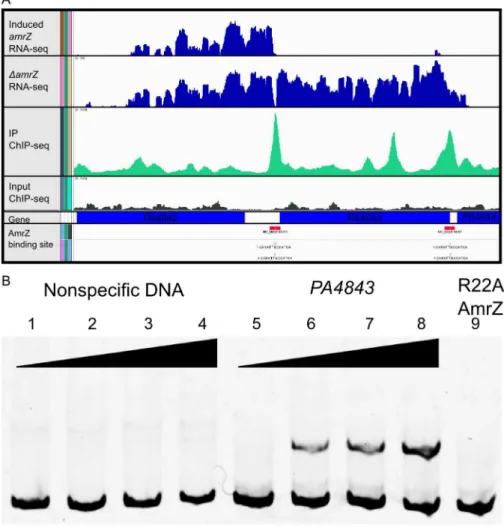Figure 2. Analysis of ChIP-Seq and RNA-Seq data identifies AmrZ regulon. A Representative images of the Integrated Genome Viewer software utilized to analyze sequencing data