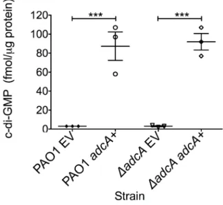 Figure 5. PA4843 ( adcA ) encodes diguanylate cyclase. Expression of adcA increases intracellular c-di-GMP