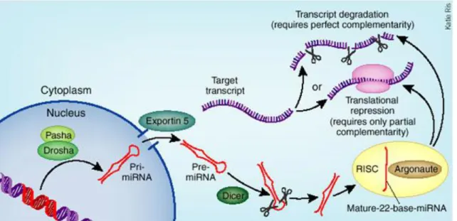 Figura 5 – Mecanismo de ação do miRNA. (Mack, 2007) 