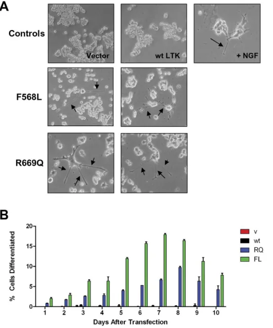 Figure 9. LTK-F568L and LTK-R669Q induce PC12 cell neurite outgrowth. (A) PC12 cells were co-transfected with GFP and either vector, wildtype LTK, LTK-R669Q, or LTK-F568L