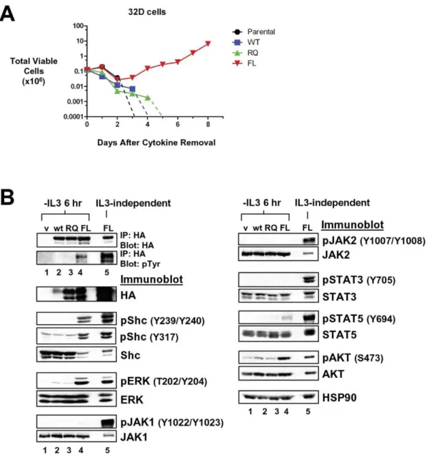 Figure 4. LTK-F568L transforms 32D cells to cytokine-independence. (A) 32D cells stably expressing LTK-F568L (red inverted triangles), LTK- LTK-R669Q (green triangles), or wildtype LTK (blue squares) and parental control cells (black circles) were cultured