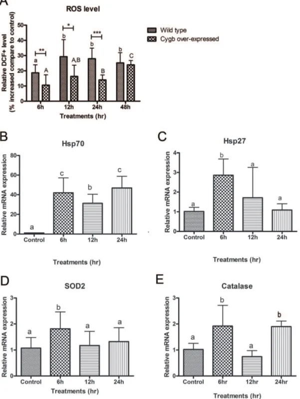 Figure 4. Induction of oxidative stress in BEAS-2B cells by ZEA. (A) Levels of ROS in wild type and CYGB over-expressed cells detected by DCFH-DA probe using flow cytometry