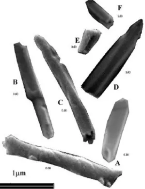 Figura 2.6 - Mudanças morfológicas nas partículas de haloisita (De Oliveira et al., 2007): haloisita tubular (A),  tubos com faces planas com orifícios internos em forma cilíndrica (B), tubos com as faces planas internas e 