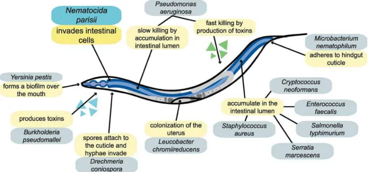 Diagram of C. elegans anatomy, indicating some of the pathogens under laboratory investigation and their modes of attack on the worm.