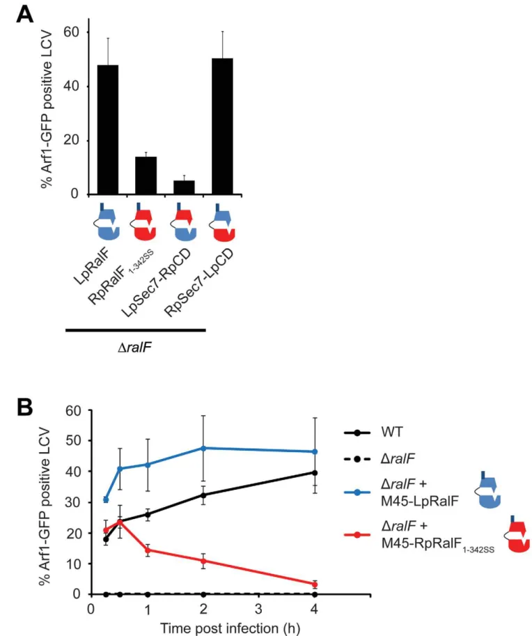 Figure 7. RalF capping domain is the critical determinant for efficient Arf1 recruitment