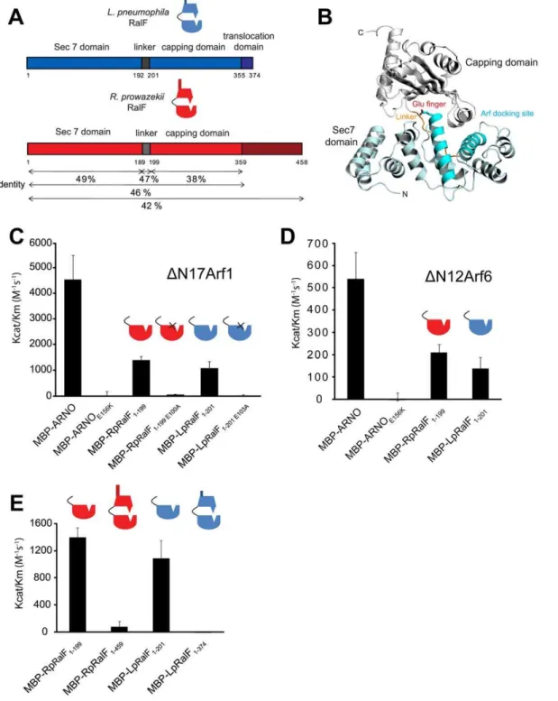 Figure 1. Legionella and Rickettsia RalF proteins are autoinhibited by their capping domain in vitro 
