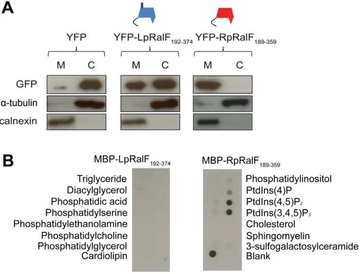 Figure 2. LpRalF and RpRalF capping domains associate with membranes by different mechanisms