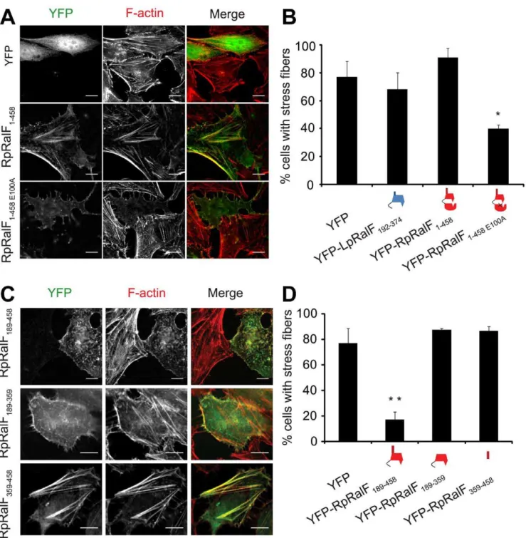 Figure 5. RpRalF modulates actin dynamics. A) Hela cells transfected with plasmids encoding YFP, YFP-RpRalF 1–458 or YFP-RpRalF 1–458E100A were fixed 24 hours after transfection, then stained with Texas Red Phalloidin