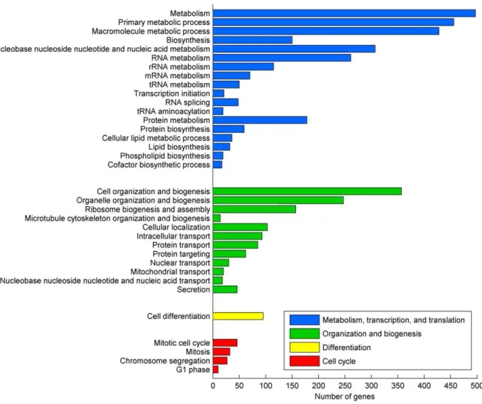 Figure 5. Gene Ontology enrichment analysis for the unconditionally essential genes. The figure presents a representative partial list of the significantly enriched GO Biological Process categories associated with the unconditionally essential genes