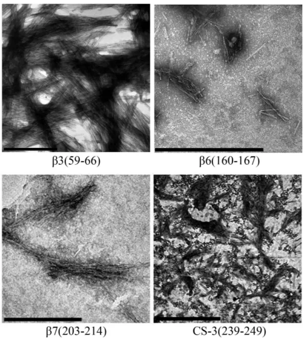 Figure 5 TEM images of peptides aggregates. The scale bar are 1 µ m.
