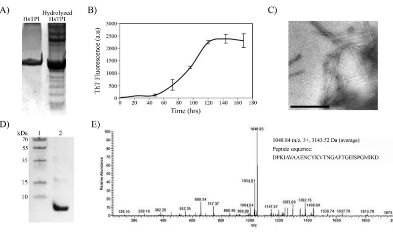 Figure 6 Acid hydrolysis of HsTPI. (A) Tricine SDS-PAGE of hydrolyzed HsTPI. (B) Aggregation kinetics of the hydrolyzed fragments of HsTPI followed by ThT fluorescence