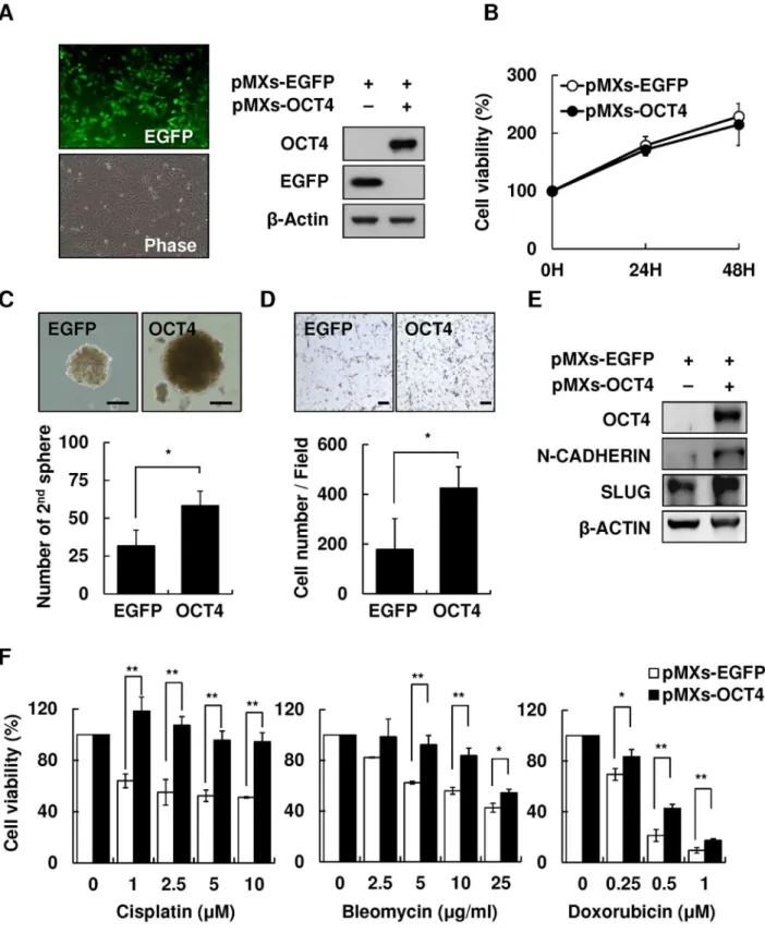 Fig 4. Overexpression of OCT4 increased secondary sphere formation and cell migration and reduced drug susceptibility of HCC cells.