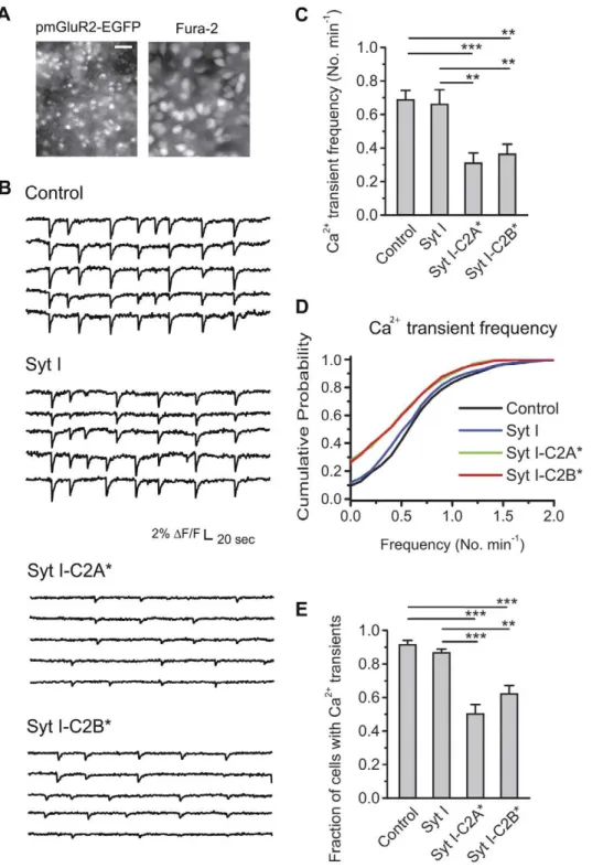 Figure 4. Ca 2+ transient frequency is reduced by weakened Ca 2+ binding to the C2AB domains of Syt I