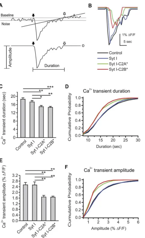 Figure 5. Ca 2+ transient size is reduced by weakened Ca 2+ binding to the C2AB domains of Syt I