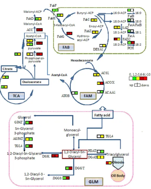 Figure 6.  The contrapuntal patterns of unigene expression in developing peanut seeds