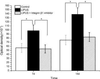 Figure 7. Effects of integrinb1 inhibitor on LIPUS-induced ALP activity. ALP activities in cell lysates were measured at 7 and 14 days.