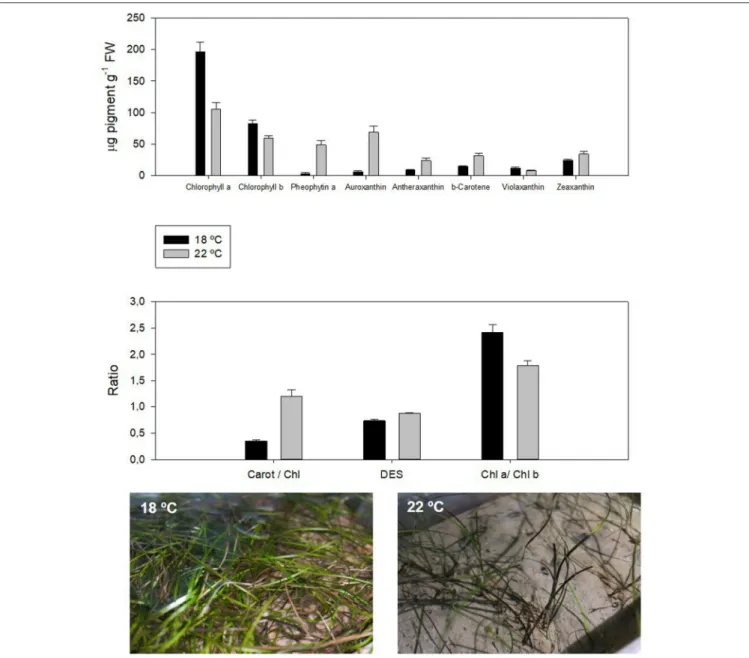 FIGURE 2 | Pigment profile in the dwarf eelgrass (Zostera noltii) under control and ocean warming conditions
