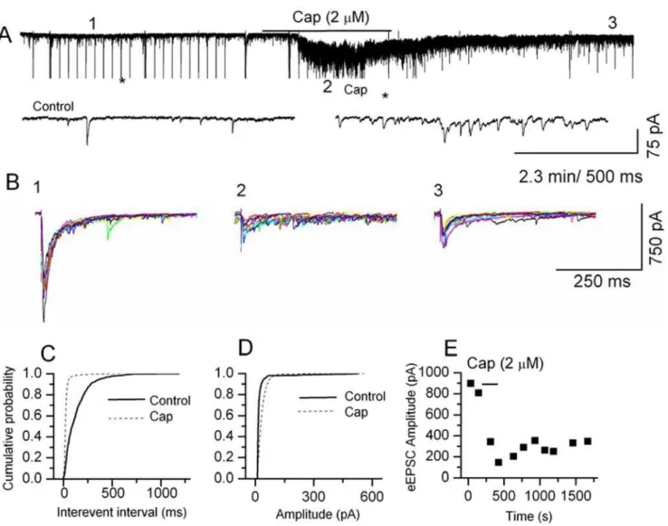 Figure 1. Modulation of synaptic transmission by capsaicin at the first sensory synapse in spinal cord