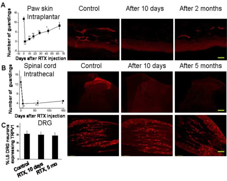 Figure 7. Loss and regeneration of TRPV1 expressing nerve terminals in the paw skin and spinal cord