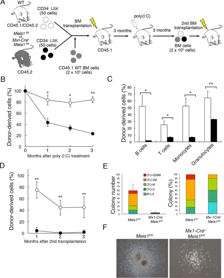 Figure 3. Meis1 regulates self-renewal of HSCs in a cell autonomous manner. (A) Experimental strategy for analyzing the function of Meis1 in HSCs