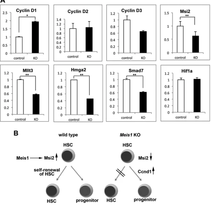 Figure 5. Meis1 controls expression of genes involved in HSC cell cycle and maintenance