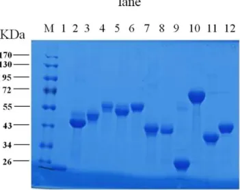 Figure 1. SDS-PAGE of the recombinant proteins. The expression of recombinant fusion proteins were analyzed by SDS-PAGE