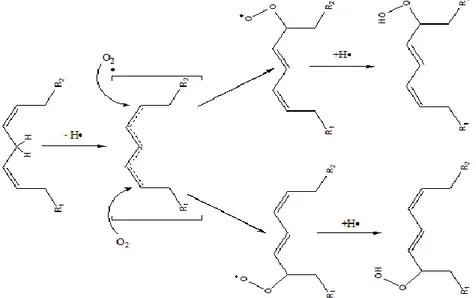 Fig. 2-5 - Formação de Hidroperóxidos por autoxidação das cadeias de ácidos gordos 15 