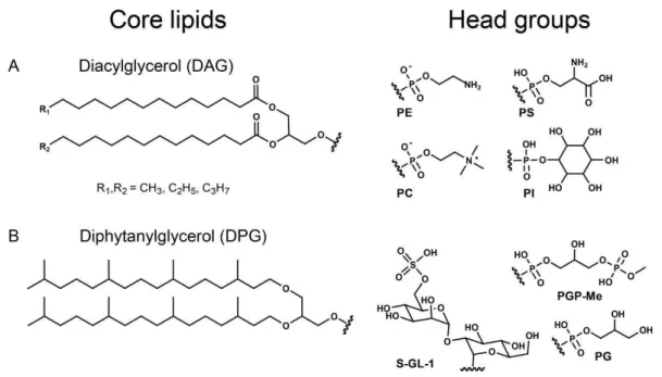 Fig. 1. Chemical structures of IPLs characteristic for the two organisms used in this study: (A): diacylglycerol ester-bound core lipids (DAGs) of Saccharomyces cerevisiae bound to: phosphatidylethanolamine (PE), phosphatidylcholine (PC), phosphatidylinosi