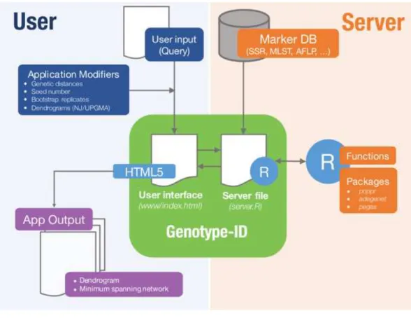 Figure 1 Diagram representing implementation of Genotype-ID, which is comprised of a user in- in-terface file (index.html) and a server file (server.R)
