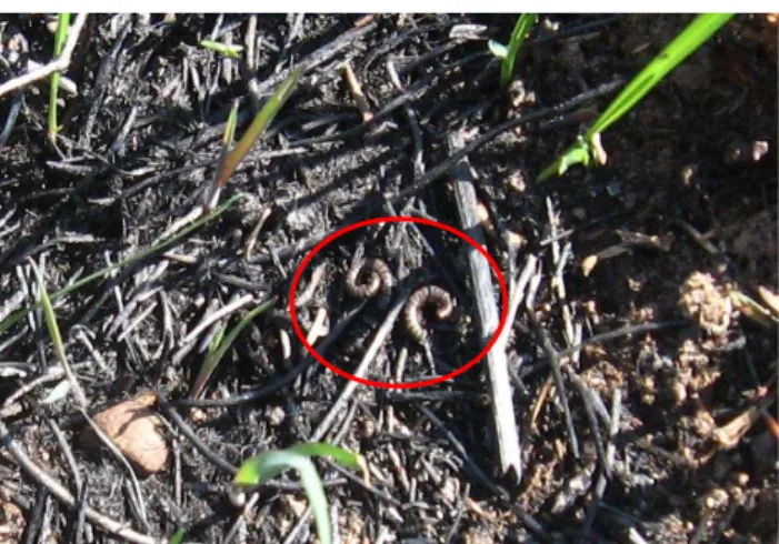 Fig. 5. Evidence of earthworm activity (indicated with a red circle) in the burned plot 17 days after the fire.