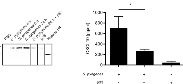 Fig 9. Histone H4 and CXCL10 expression after S. pyogenes infection. (A) Histone H4 was immunostained by Western blot analysis in the supernatants from air pouch of C57BL/6 wild-type mice inoculated with S