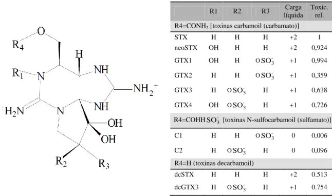 Figura 3.5 – Estrutura de algumas saxitoxinas. A toxicidade relativa indica a toxicidade em  relação ao análogo mais tóxico da saxitoxina (STX) (Nicholson e Burch, 2001)