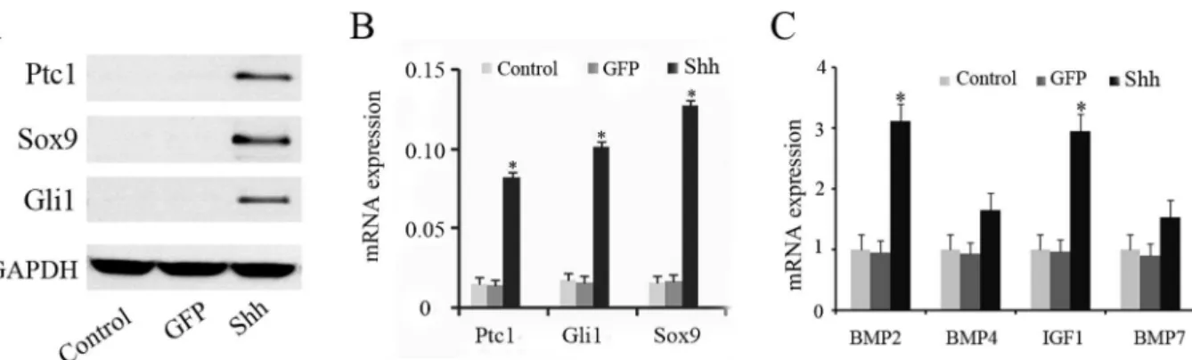 Figure 3. Shh expression in vivo. In non-transfected group, Shh expression was not detected (A)