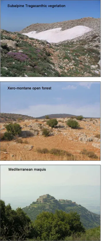 Figure 1. Representative vegetation in the three vegetation belts along the elevation gradient in the Mt
