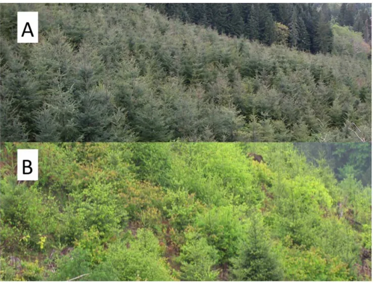 Figure 1. The range of vegetation cover resulting from herbicide control of competing vegetation in conifer plantations