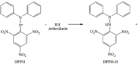 Figura 2 - Conversão do radical livre DPPH em DPPH-H na presença de uma molécula antioxidante  (adaptado de [46])