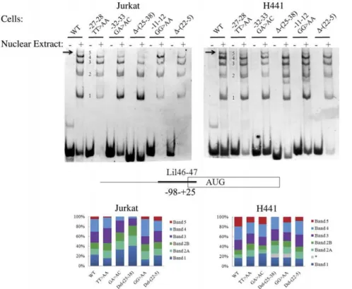 Figure 4. Mutations at the E2F/NF-e/c-Myb binding site affect binding of protein complexes to the vav1 promoter in vitro 