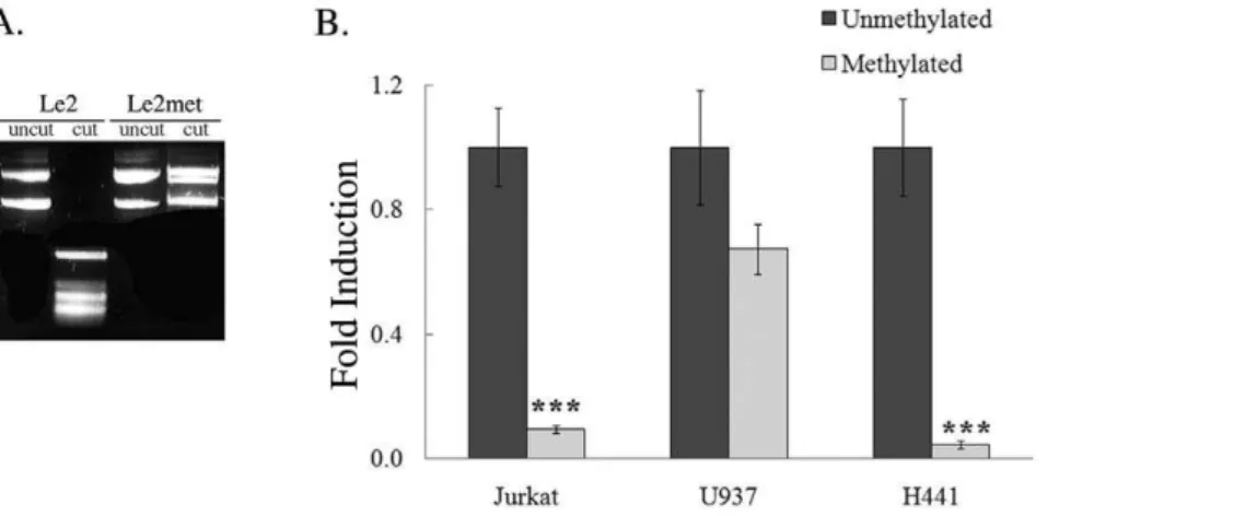 Figure 7. Methylation on CpG dinucleotides at putative transcription factor binding sites changes the affinity of protein complexes for the vav 1 regulatory region