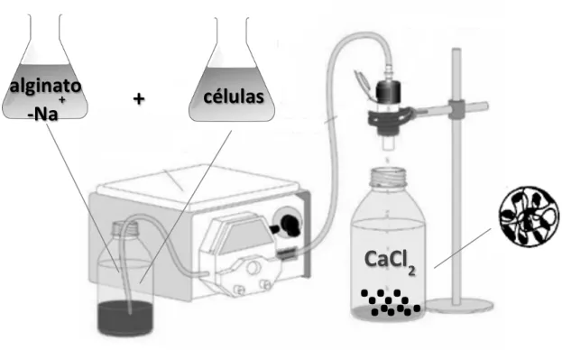 Figura   1:   Técnica   de   gotejamento   para   imobilização   celular   em   matriz   de   alginato   de   cálcio   (Giese,   2015b)