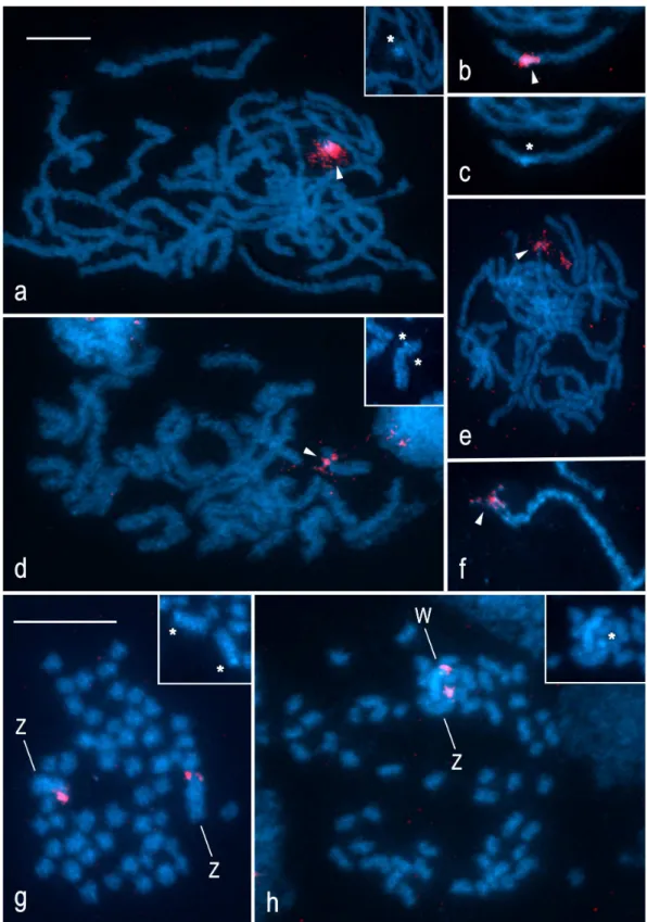 Figure 2. Localization of rDNA clusters in spread chromosome preparations of four species of the family Tortricidae by FISH with 18S rDNA probe