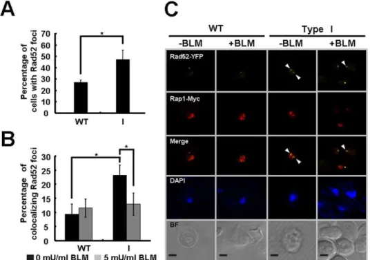 Figure 6. Localization of Rad52 to telomeres in cells with short telomeres. (A) The percentage of cells forming spontaneous Rad52-YFP foci was scored as described in Materials and Methods